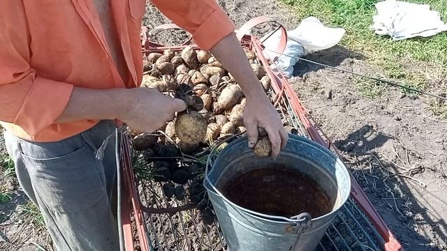 Копаем картошку самодельной грохотной копалкой с грохотным бункером на самодельном тракторе. (2023).
