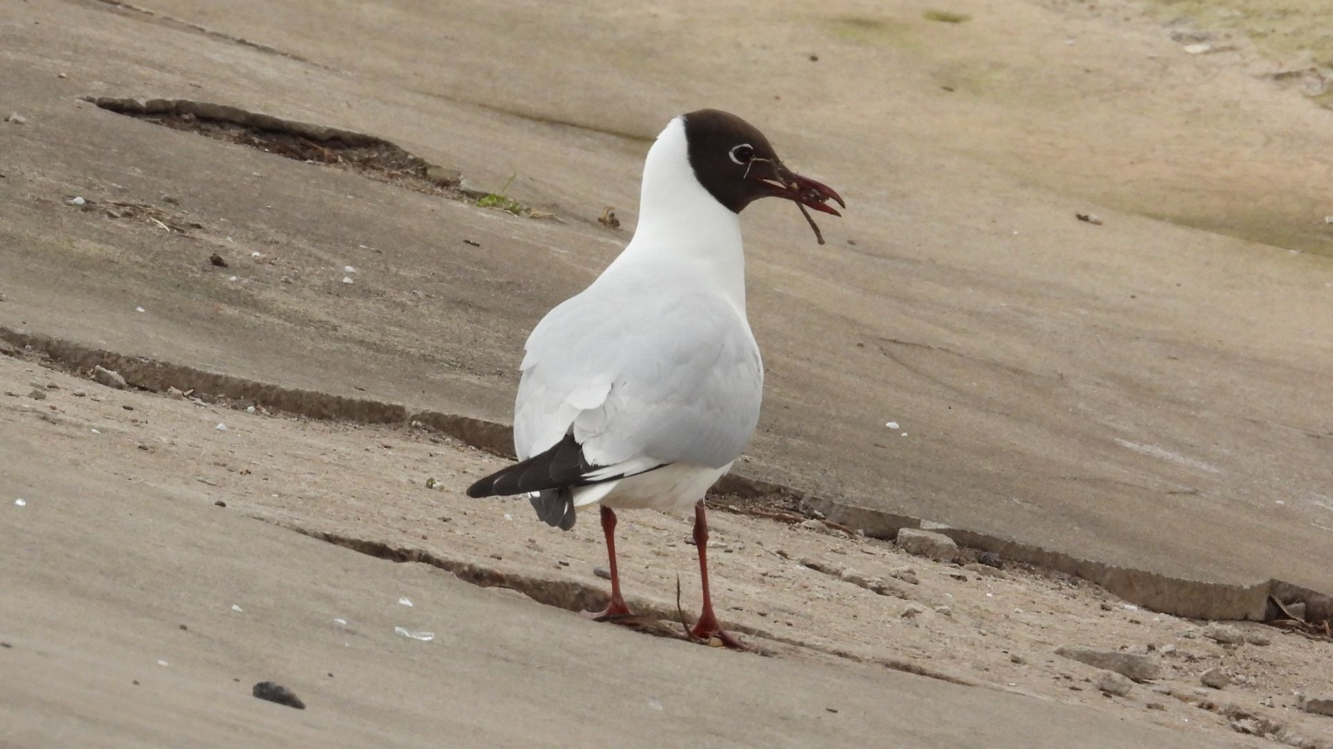 Озёрная Чайка собирает материал для строительства гнезда, Великий Новгород, 23.04.2026
