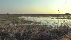 ОХОТЫ НА ГУСЯ И СЕЛЕЗНЯ С ПОДСАДНОЙ 2026