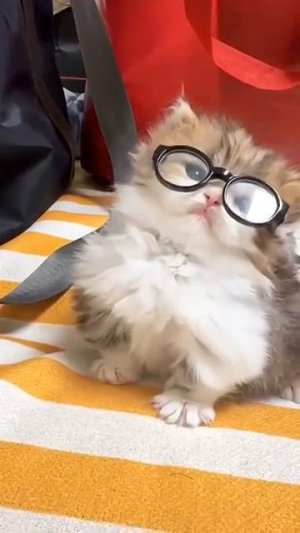 This kitten is too cute #cute #cats #pets #kitten #cutekittenvideos #petmate #shorts