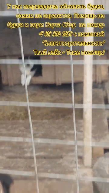 НАС107=106хвостиков  +1человек!