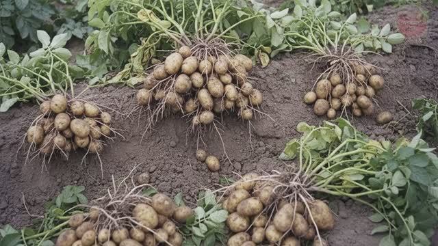 Куст картофеля = 1 ведро! 10 главных секретов большого урожая картофеля которые вам нужно запомнить!