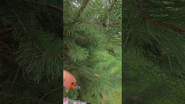 как удерживать сосну? и чтобы она не ломалась от снега!