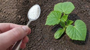 Первая очень важная подкормка огурцов! Огурцы сразу пойдут в рост и дадут большой урожай!