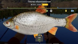 Ладожское озеро! Елец, рыбец, рипус, ряпушка, корюшка, отдых