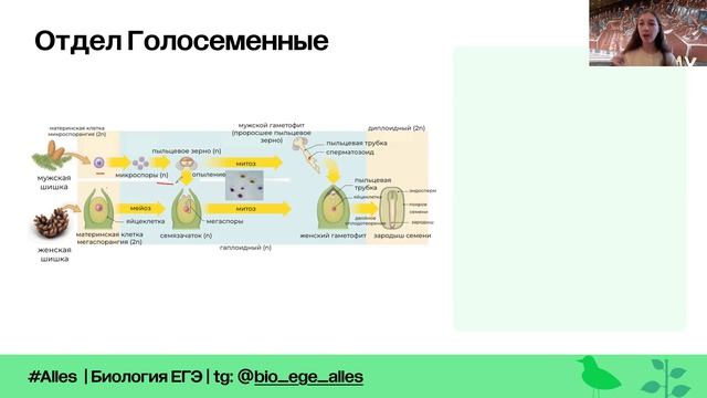Высшие растения  Метаморфоз  Alles