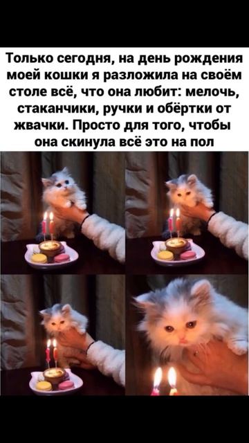 Котики правда существуют!) Приколы с котами