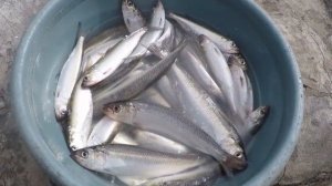 за селёдкой на дон.первый разведывательный выезд