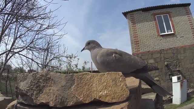ЖИВЕМ В ДЕРЕВНЕ!ПОСАДИЛИ ЛУК НА ВЫСАДКИ! ПОСАДИЛИ КАРТОШКУ! БОРЕМСЯ С ТРАВОЙ!СТО ДЕЛ В ОДИН ДЕНЬ!