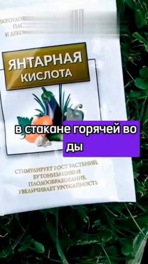 Не сажайте чеснок осенью без этого!