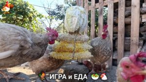 Кормление кур овощами и фруктами для зарядки и от скуки 🥗🐓🤗  (88)