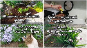 Пересаживаю цветы. Быстрый ужин в мультиварке.Флокс продаю на ВБ и Озоне.