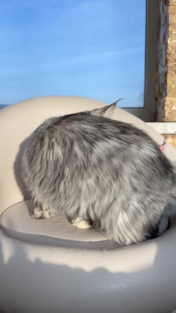 Jakonda Mos Lakshestar котенок мейн кун 7 месяцев