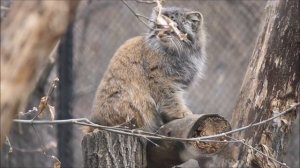 С международным днём манула наших любимчиков 21.04.2026