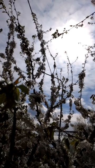 Пришла весна. Продолжение.