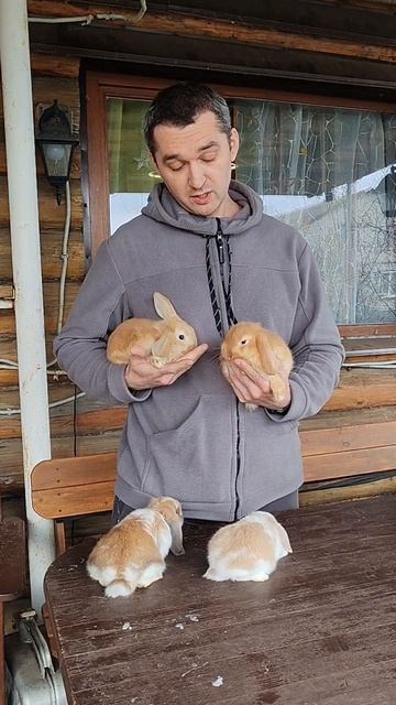  В каком возрасте можно забирать декоративных кроликов