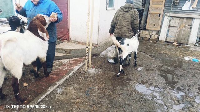 Козы Александра и Марины ,Орловская обдасть .Битал,гулаби,камори,нубы смотреть онлайн