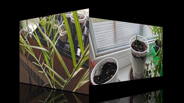 Выращивание финиковой пальмы из косточки финика.