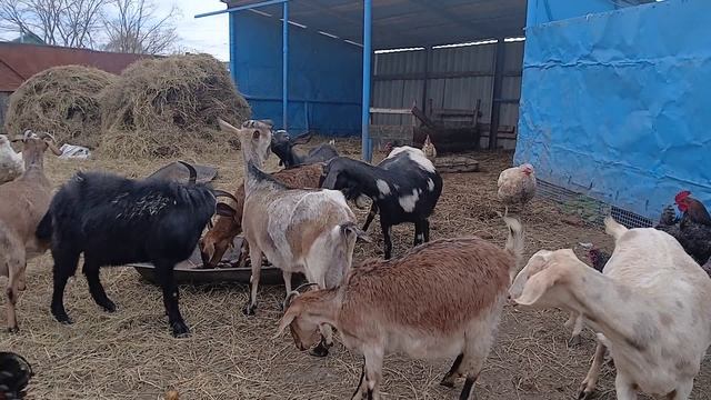 Домашняя колбаса У нас пополнение