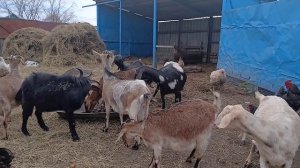 Домашняя колбаса У нас пополнение