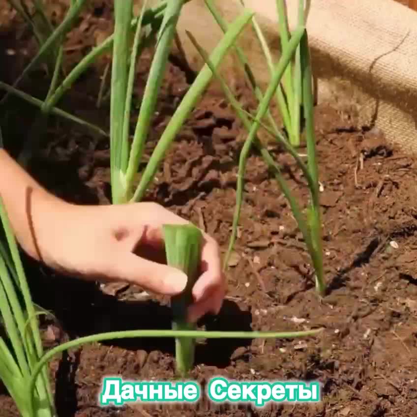 #видео #животные #Милые