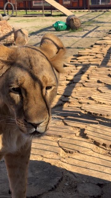 Представляете, зевнула на меня..