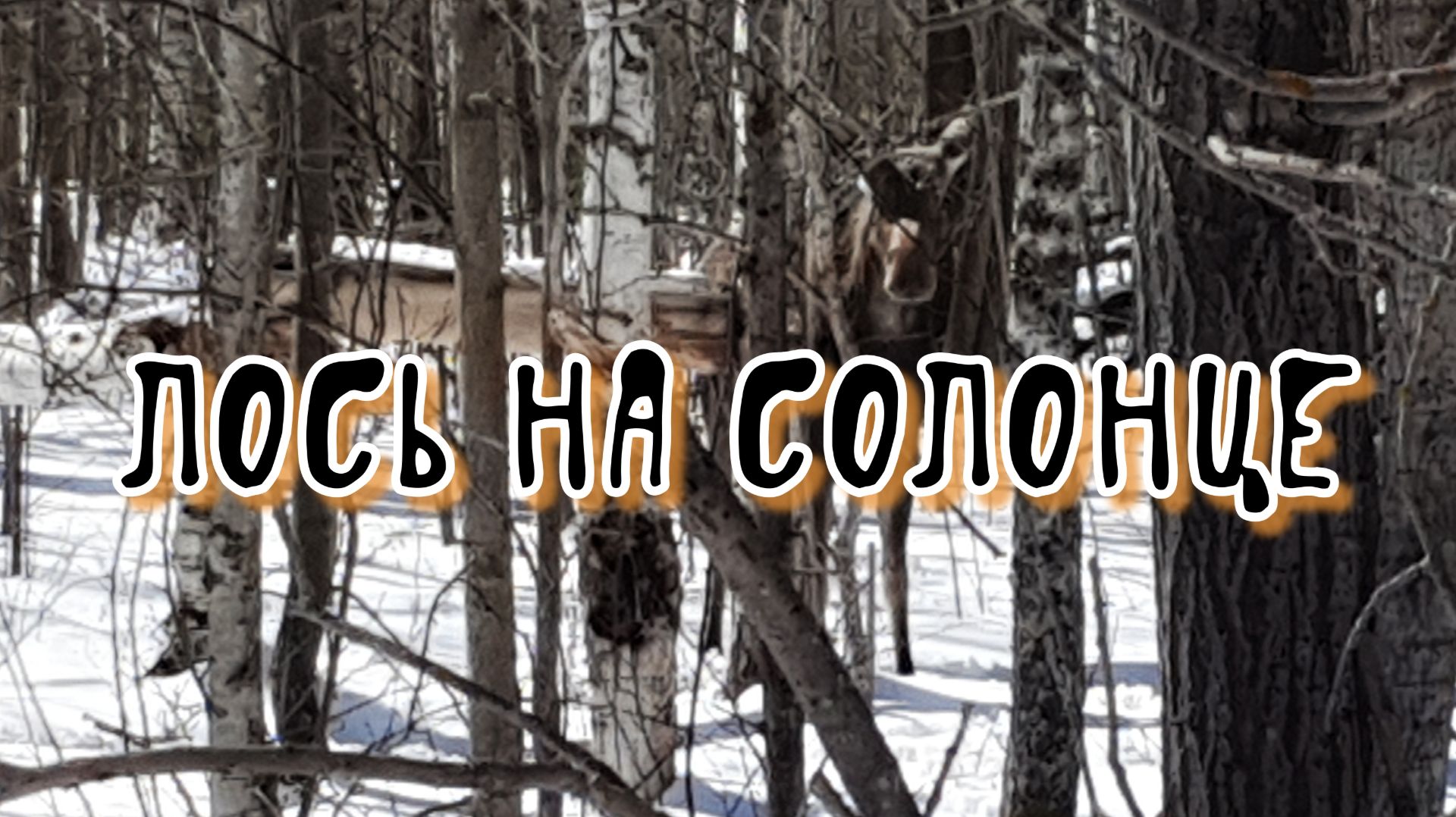 Как работают солонцы? Дикий лось в Шарангской природе.