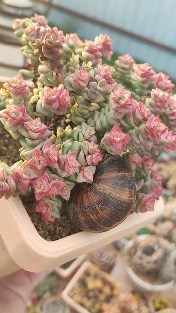 Минусы уличного содержания суккулентов. Шок-контент!