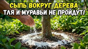 👉 7 НАДЁЖНЫХ способов избавиться от тли и муравьев на садовых деревьях — раз и навсегда без химии