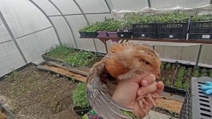 20.04.2026 Промахи куроводства. Наша жизнь.