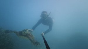 С черепахой тропики в море на глубине 8 метров