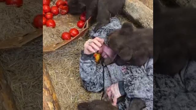 Легенда ММА потискал медведей в приюте под Екатеринбургом. Джефф Монсон, ранее получивший…🔽