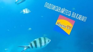 Катаемся на яхте в Красном море. Посмотрите что мы увидели под водой )))