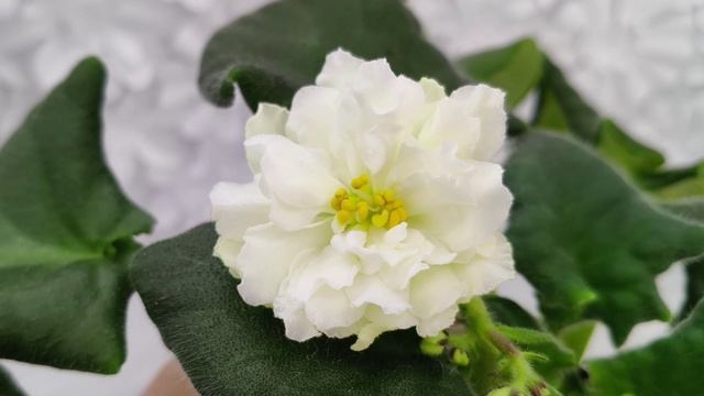 Фиалка МК-Белая Кувшинка смотреть онлайн