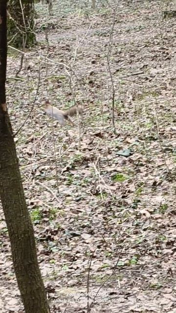 Белка вышла на прогулку 🐿️  17.04.2026