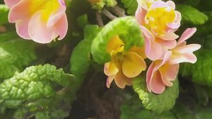 Зацвели  примулы.  23.04.26 г.