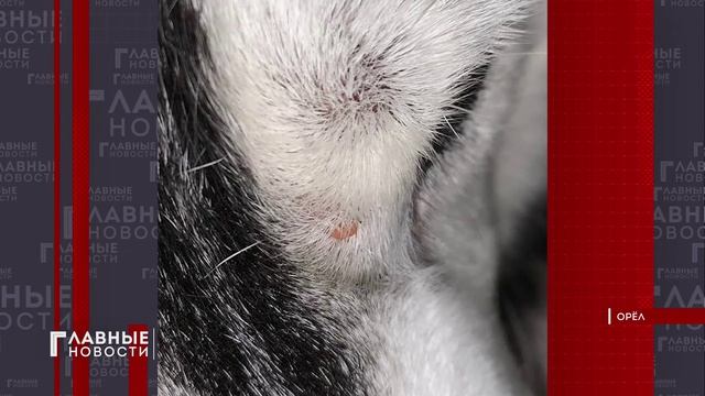 С жалобами на укусы клещей к медикам обратились десятки орловчан.