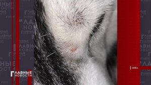 С жалобами на укусы клещей к медикам обратились десятки орловчан.