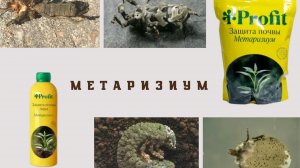 МЕТАРИЗИУМ. Что выбрать: порошок или раствор?