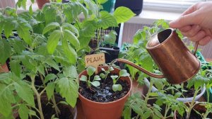 Полезный Полив на урожай, Перед посадкой рассады в теплицу.