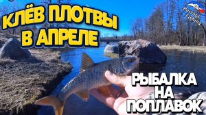 Клёв плотвы в апреле 2026 | Рыбалка на поплавок