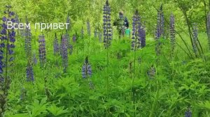 Прогулка по лесу, июнь 2023 год.