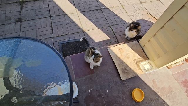 🔥Длиннющий котопозитив, здесь все🐈🐈🐈