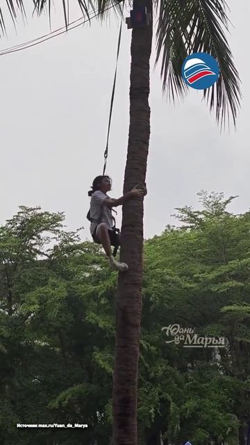 Необычные соревнования: девушка покорила пальму за 17 секунд