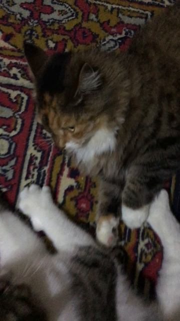 Кошечка Муся и кот Васька