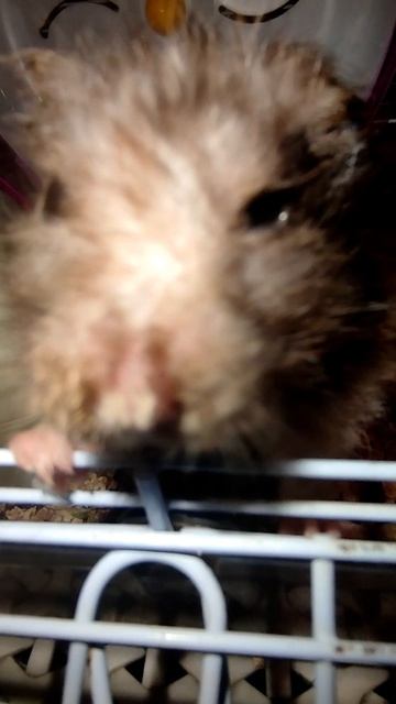 Сирийского хомячка чупакабрика вам для настроения