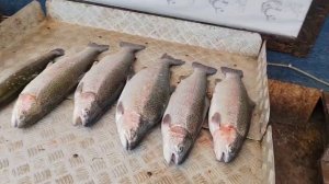 улов форели