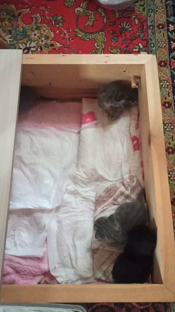 VID_20260423_082725.mp4