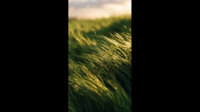 Сергей Есенин - Не жалею, не зову, не плачу (исполняет Александр Карпов)