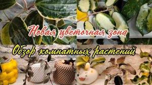 Новая цветочная зона | Обзор комнатных растений | ХОЙИ, Церопегия, Дисхидия